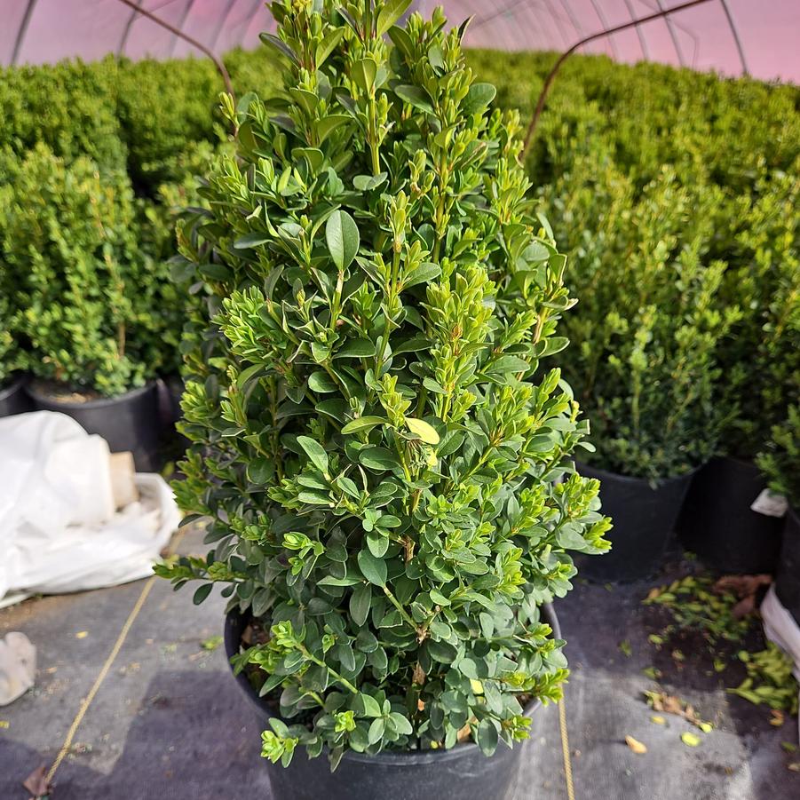 Buxus microphylla var. japonica Green Mountain