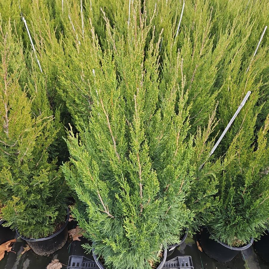 Juniperus chinensis 'Spartan'