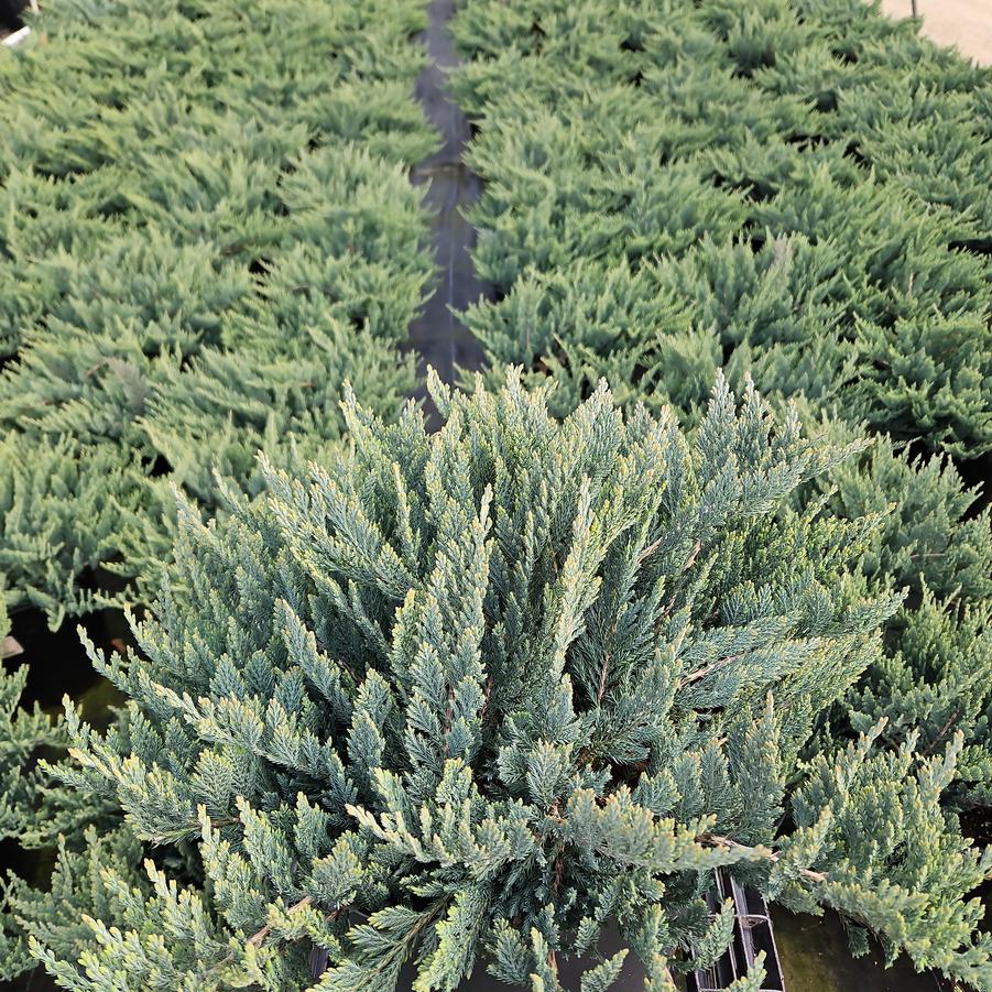 Juniperus horizontalis 'Blue Chip'