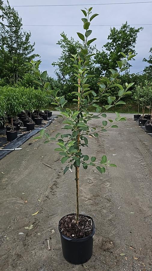 Malus Empire