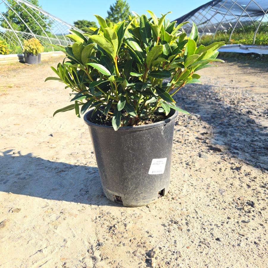 Skimmia japonica 