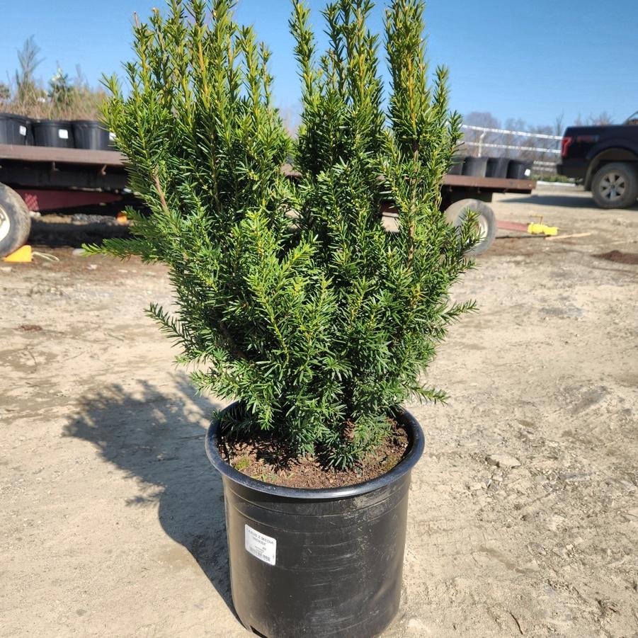 Taxus media Hicksii