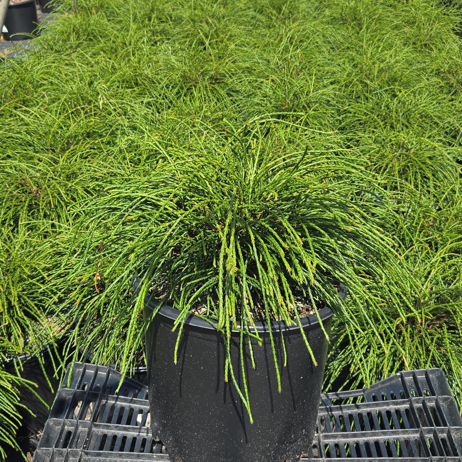 Thuja plicata 'Whipcord'