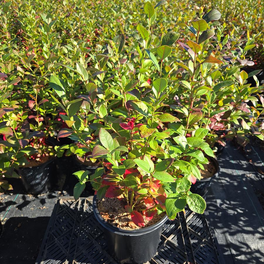 Vaccinium corymbosum 'Earliblue'