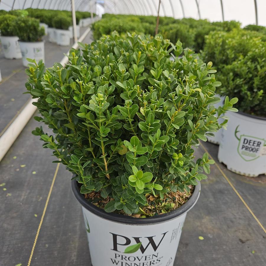 Buxus microphylla Sprinter®