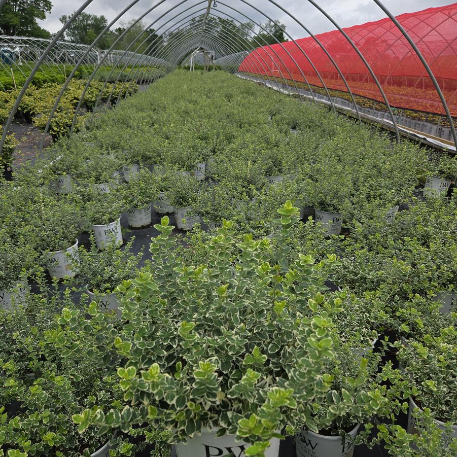 Euonymus f. White Album®