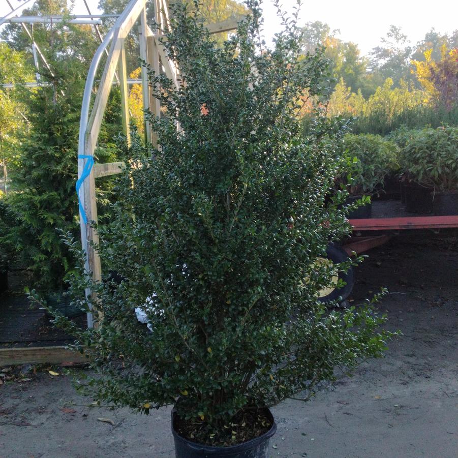 Ilex crenata 'Chesapeake'