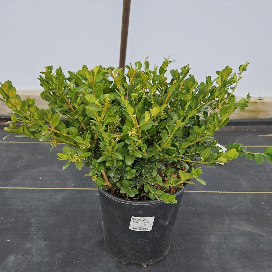 Buxus microphylla var. japonica 'Winter Gem'