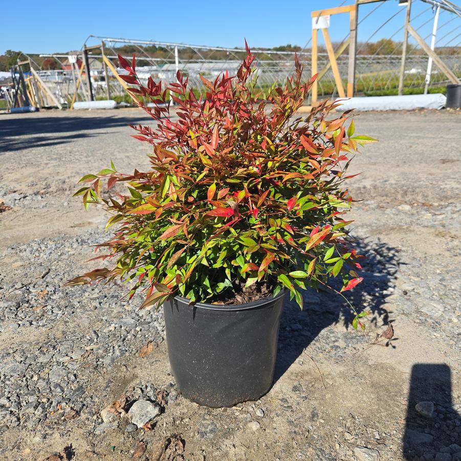 Nandina dom. Gulf Stream