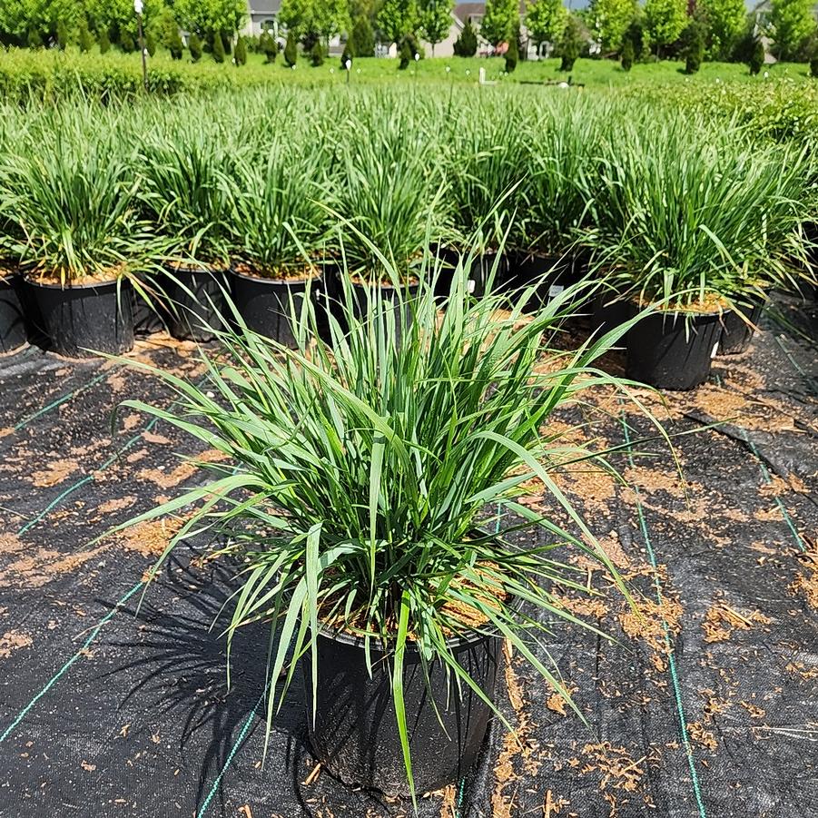 Calamagrostis a. Karl Foerster