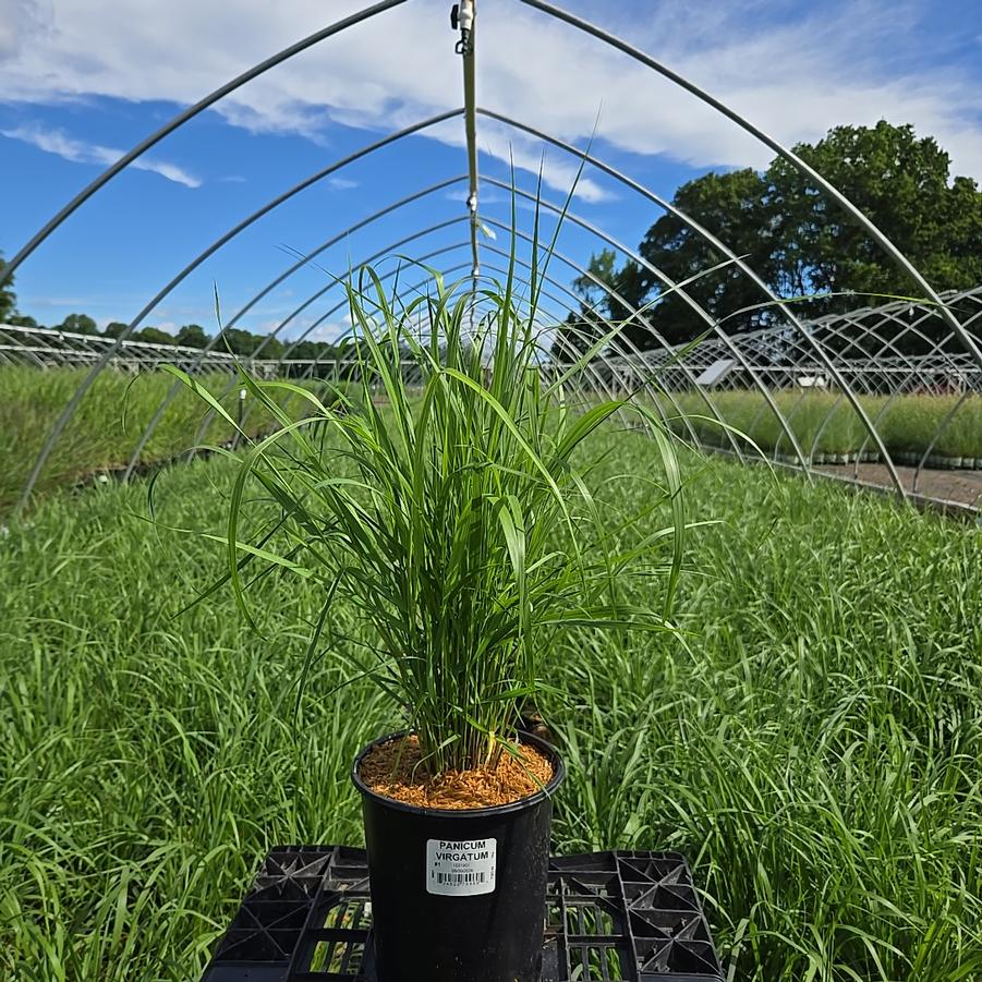 Panicum virgatum 