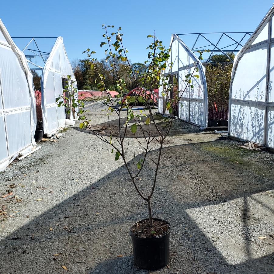 Prunus x domestica 'Green Gage'