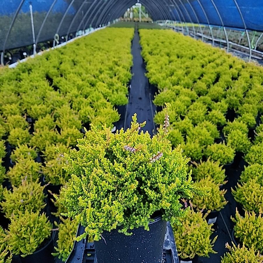 Calluna vulgaris Carnival