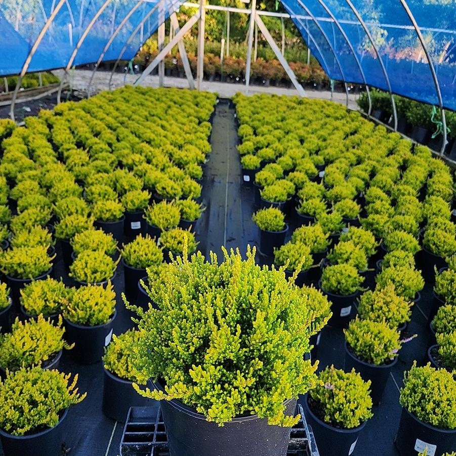 Calluna vulgaris Winter Chocolate