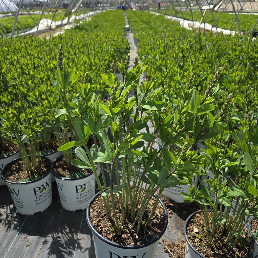 Baptisia x Decadence® 'Cherries Jubilee'
