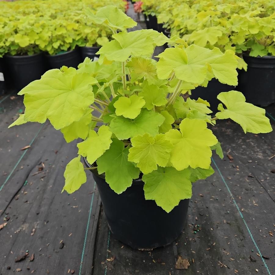 Heuchera hybrida 'Guacamole'