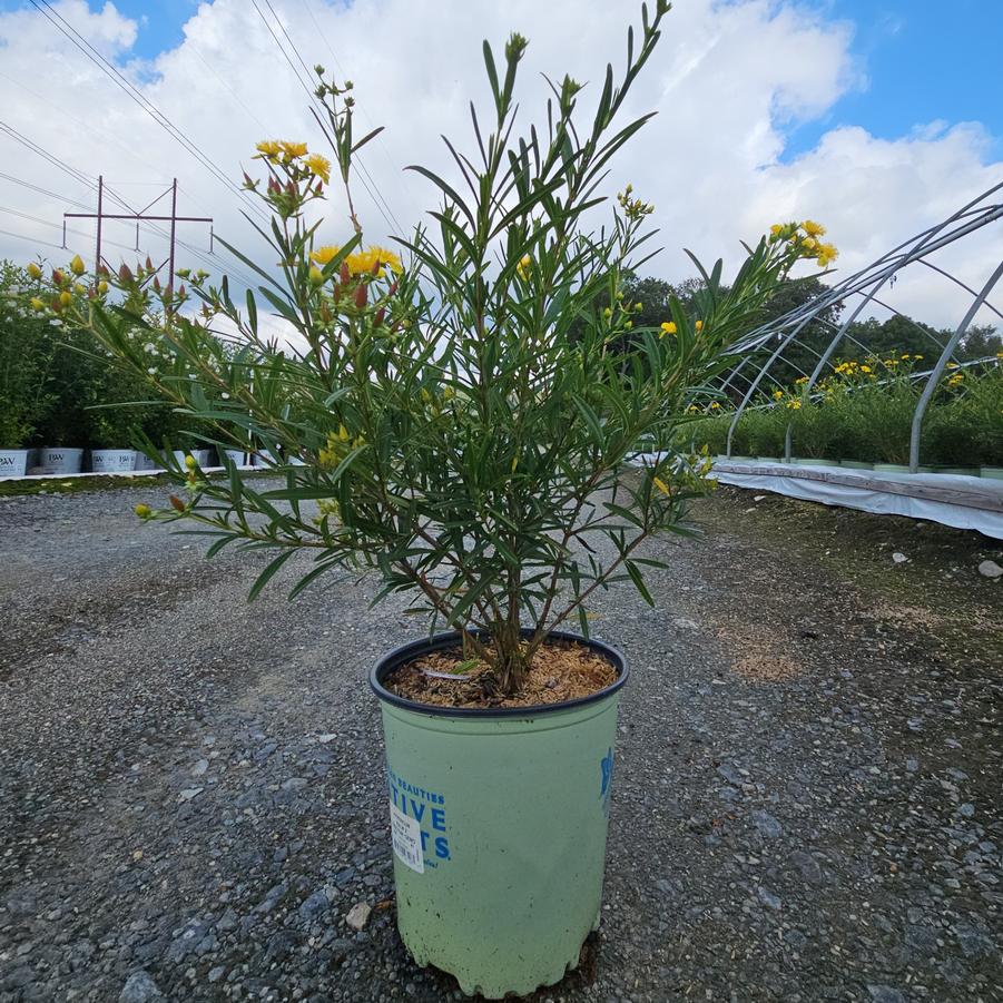 Hypericum kalmianum Gemo
