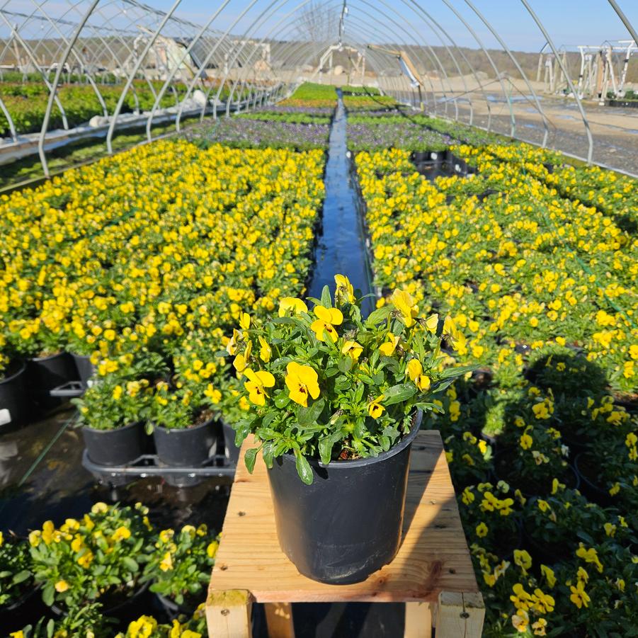 Viola cornuta Penny™ 'Yellow Blotch'