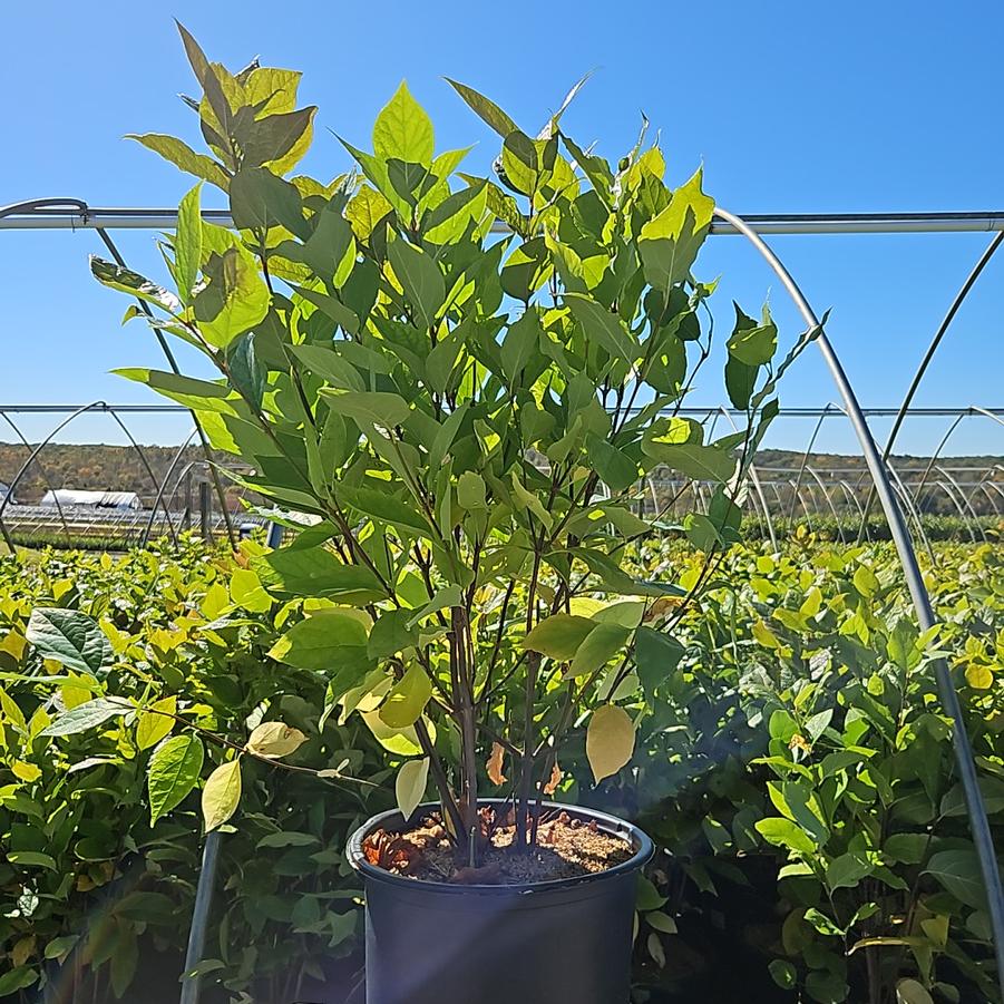 Calycanthus floridus 