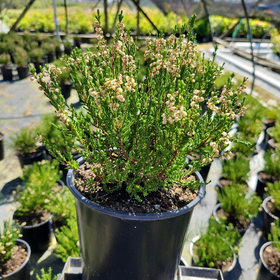 Calluna vulgaris Maires