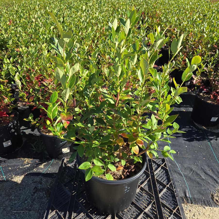 Vaccinium corymbosum 'Duke'