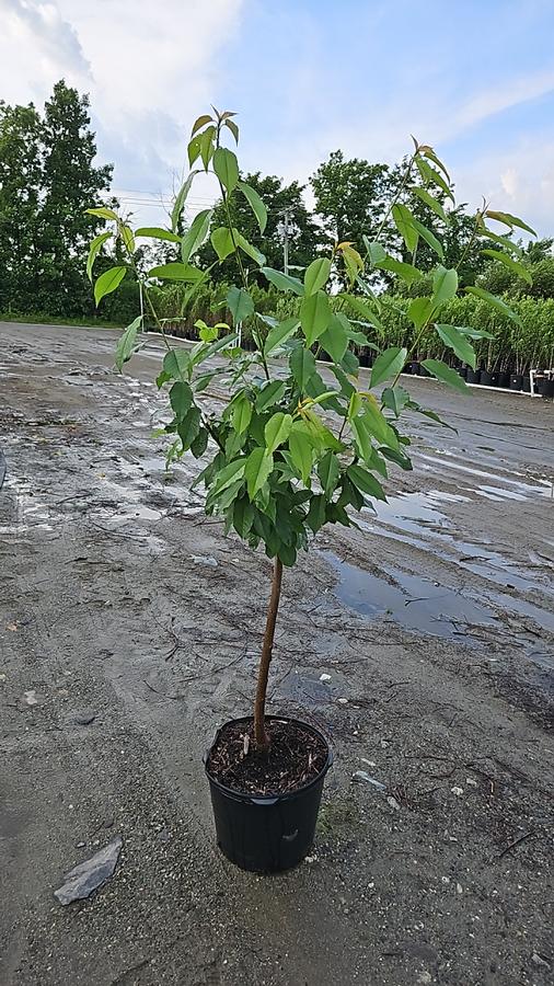 Prunus x 'White Gold'