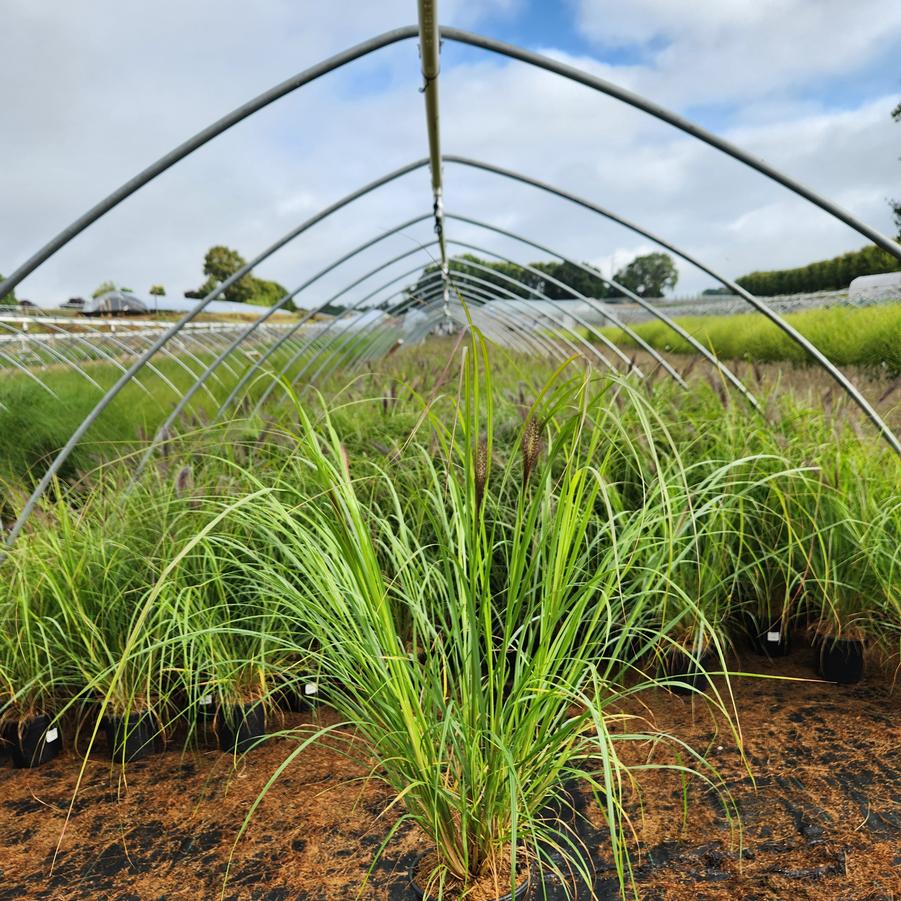 Pennisetum alopecuroides Red Head