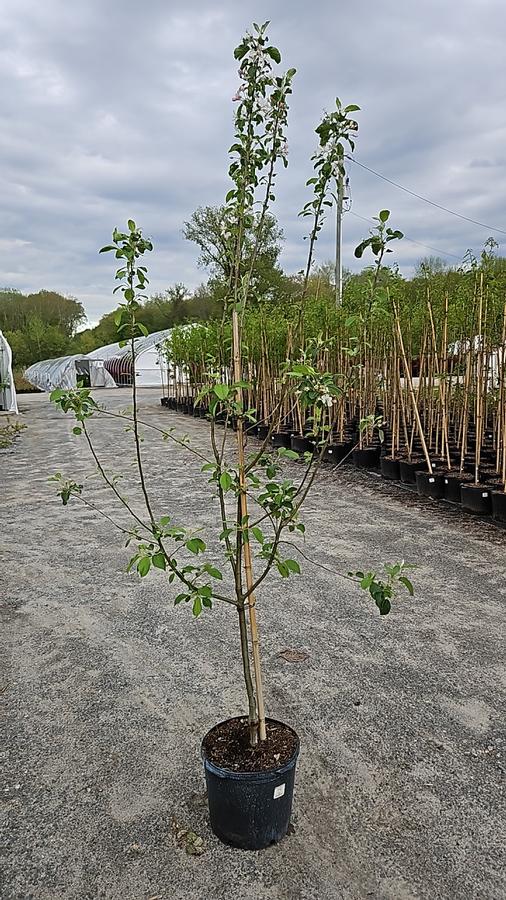 Malus Pink Lady