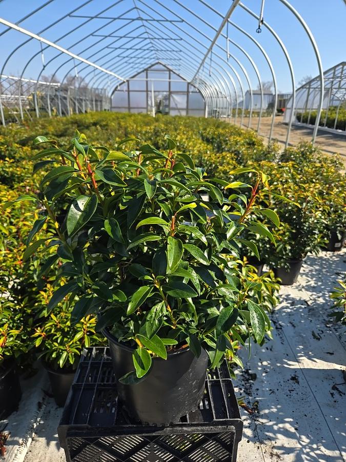 Kalmia latifolia 'Yankee Doodle'