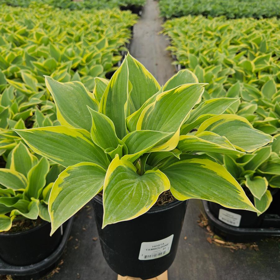 Hosta 'Tambourine'