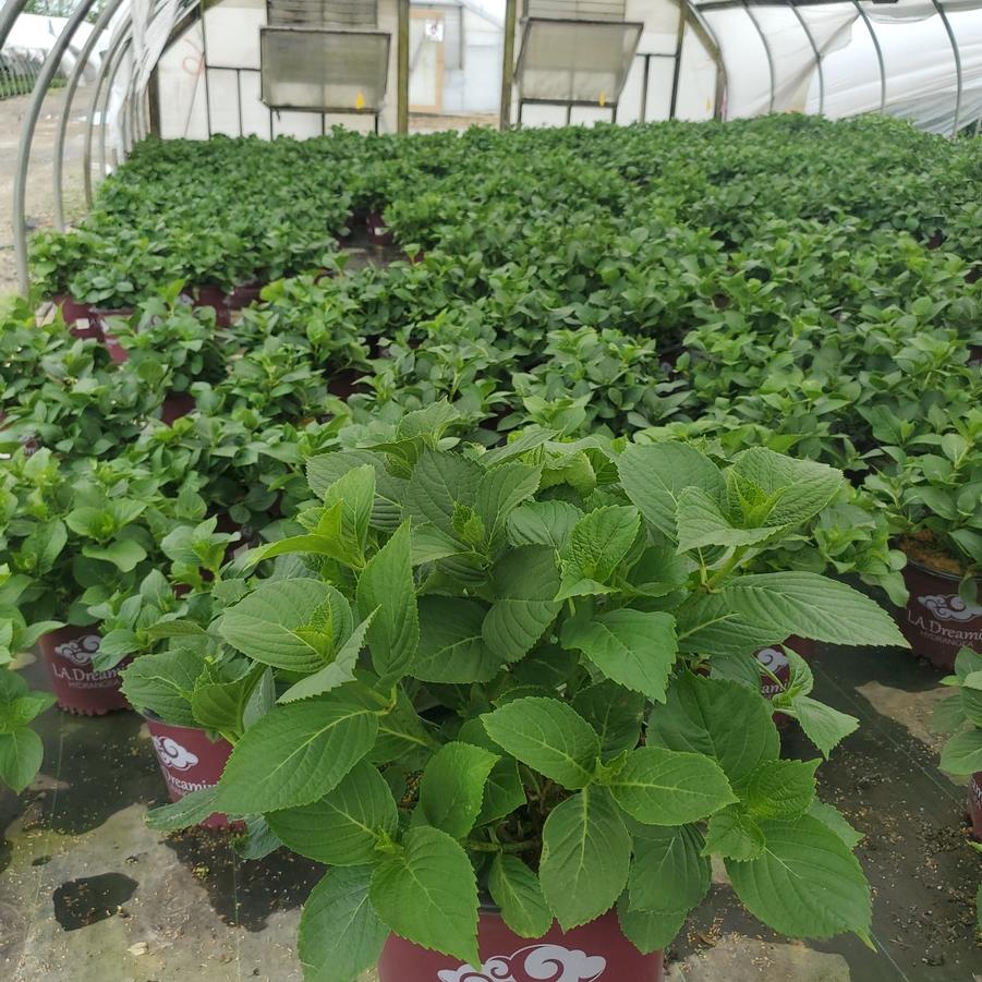 Hydrangea mac. L.A. Dreamin'®