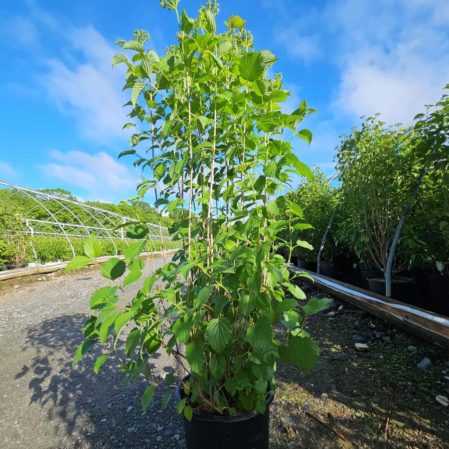 Viburnum dentatum Autumn Jazz™