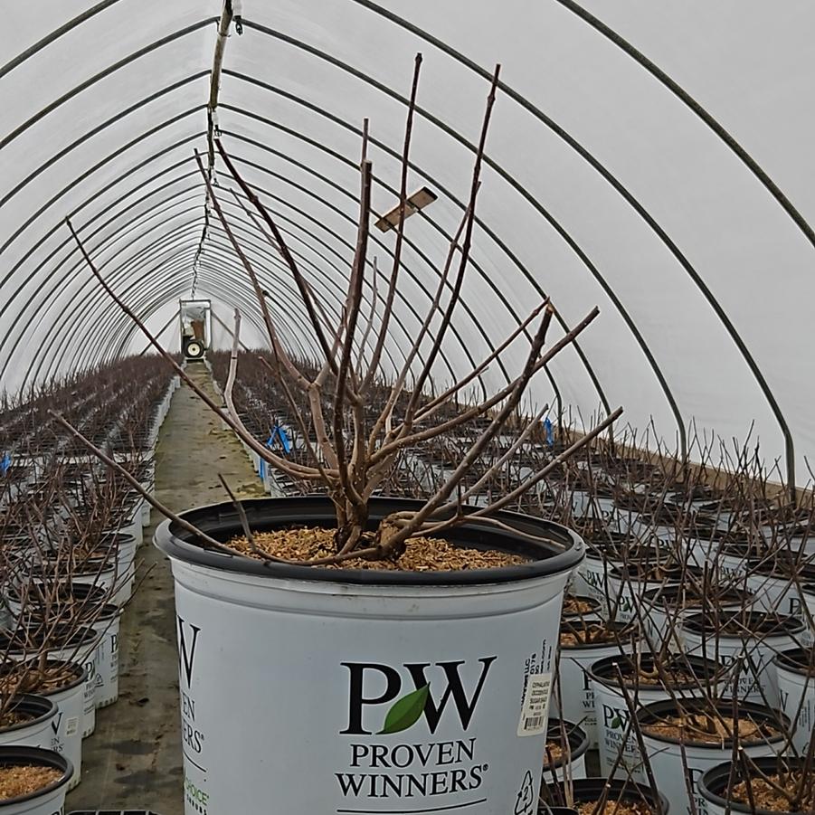 Cephalanthus occidentalis Sugar Shack®