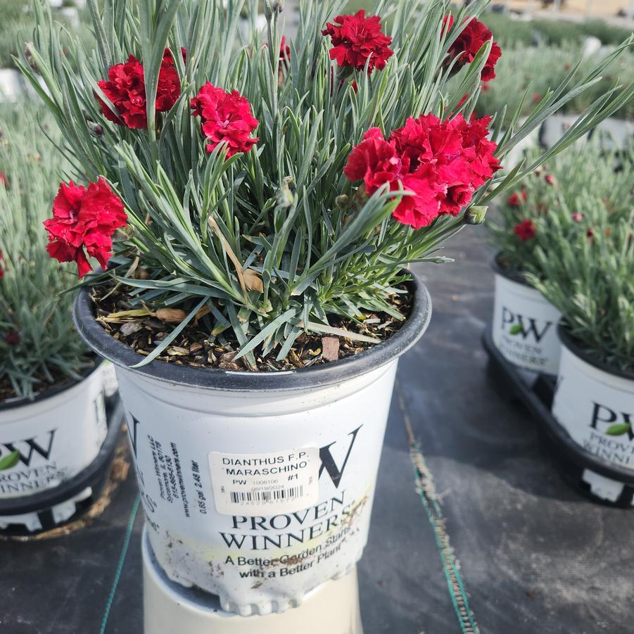 Dianthus hybrid Fruit Punch® Maraschino