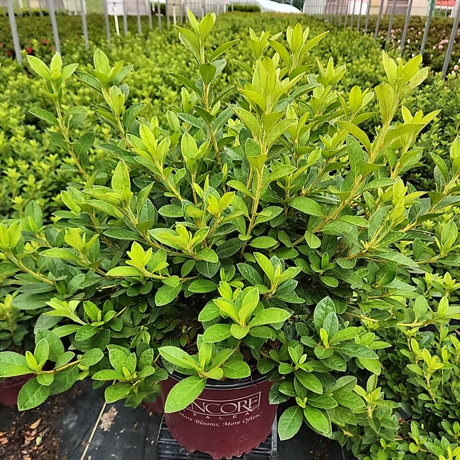 Azalea x Encore® Autumn Lily®