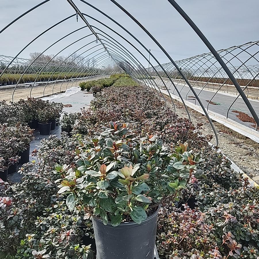 Azalea kaempferi 'Johanna'