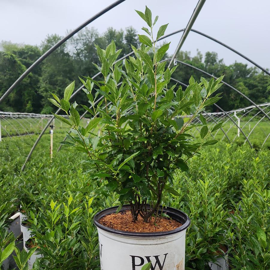 Ilex verticillata Berry Heavy® Gold