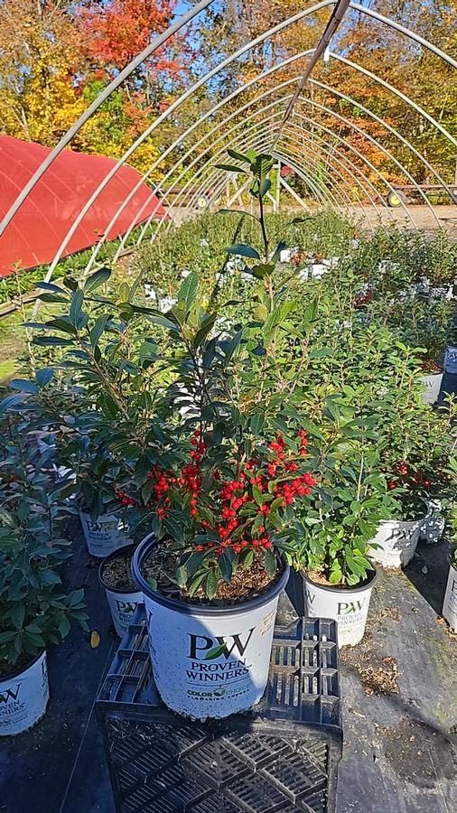 Ilex verticillata Berry Poppins®