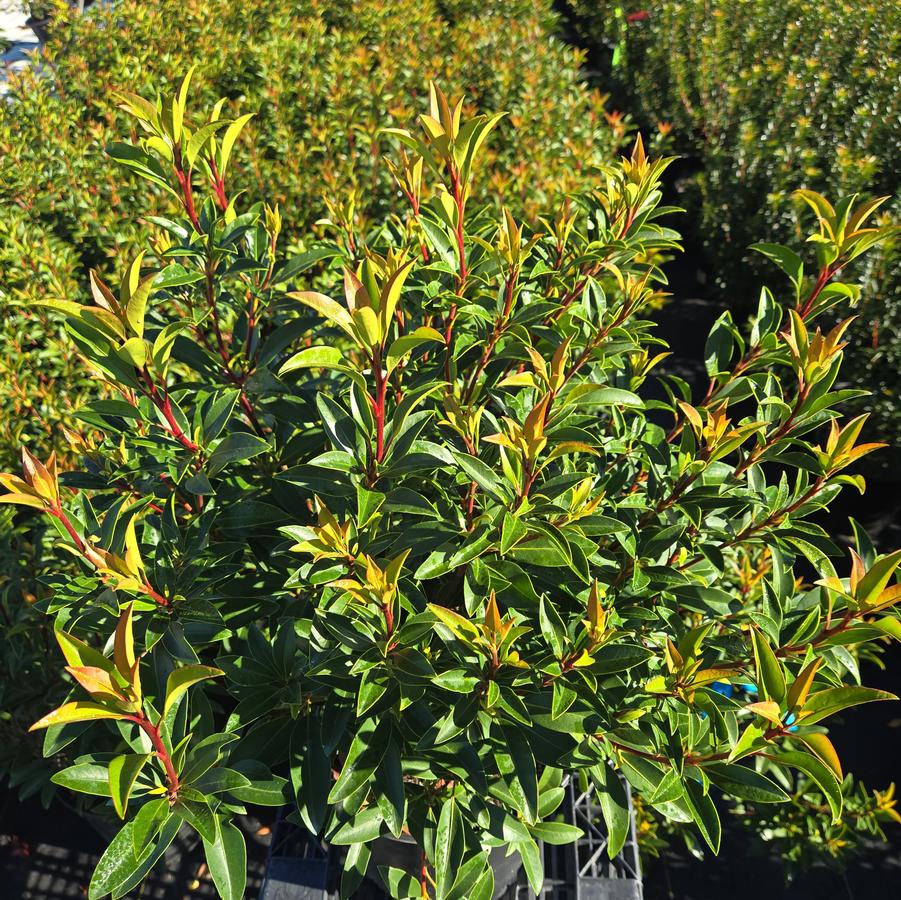 Kalmia latifolia Raspberry Glow