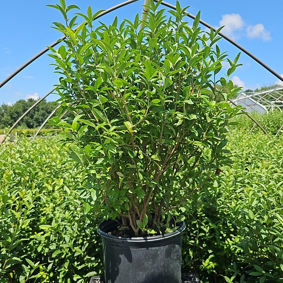 Ligustrum vulgare Cheyenne