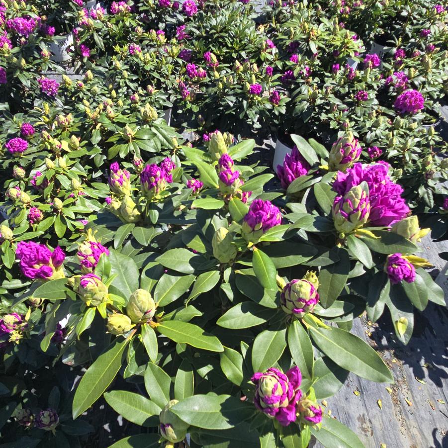 Rhododendron x Dandy Man® Purple