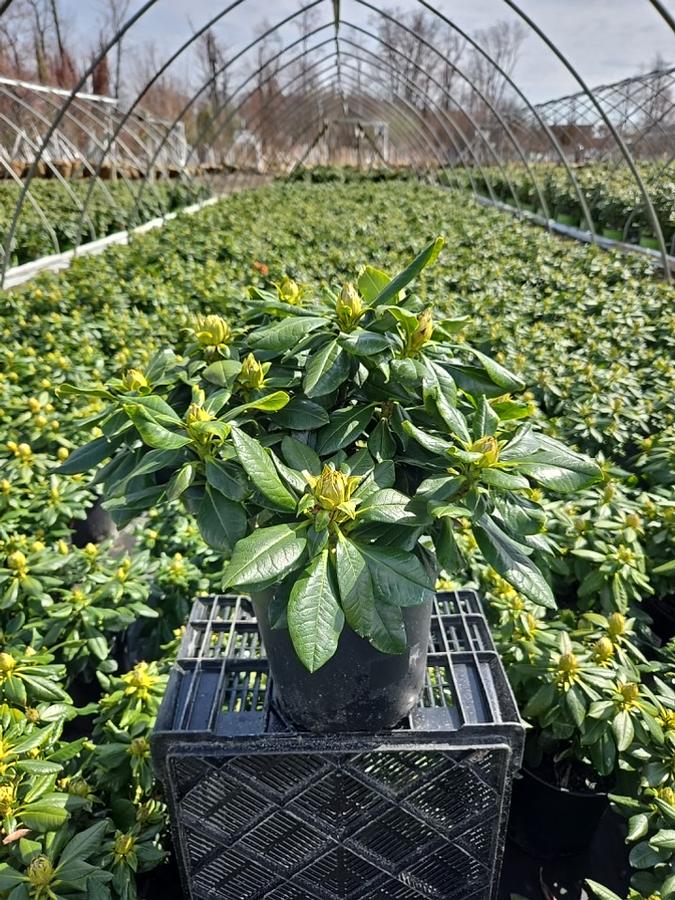 Rhododendron yak. Miyama™ 'Gold Prinz'