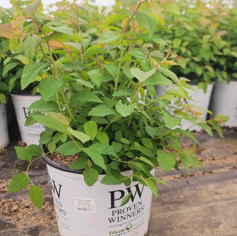 Spiraea media Double Play® Blue Kazoo®