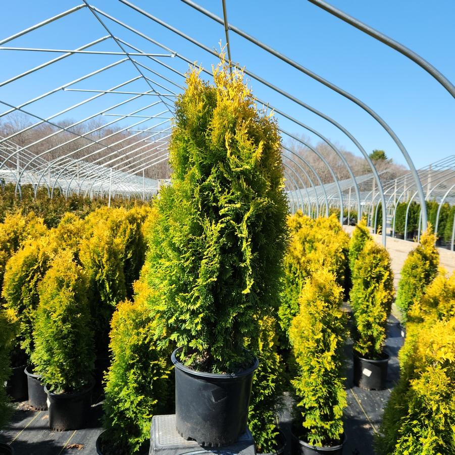 Thuja occidentalis Amber Gold