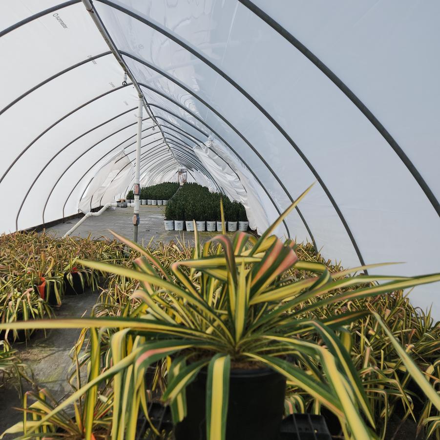 Yucca filamentosa Color Guard