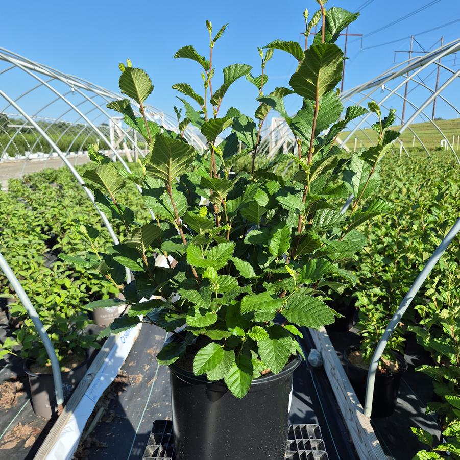 Alnus rugosa 
