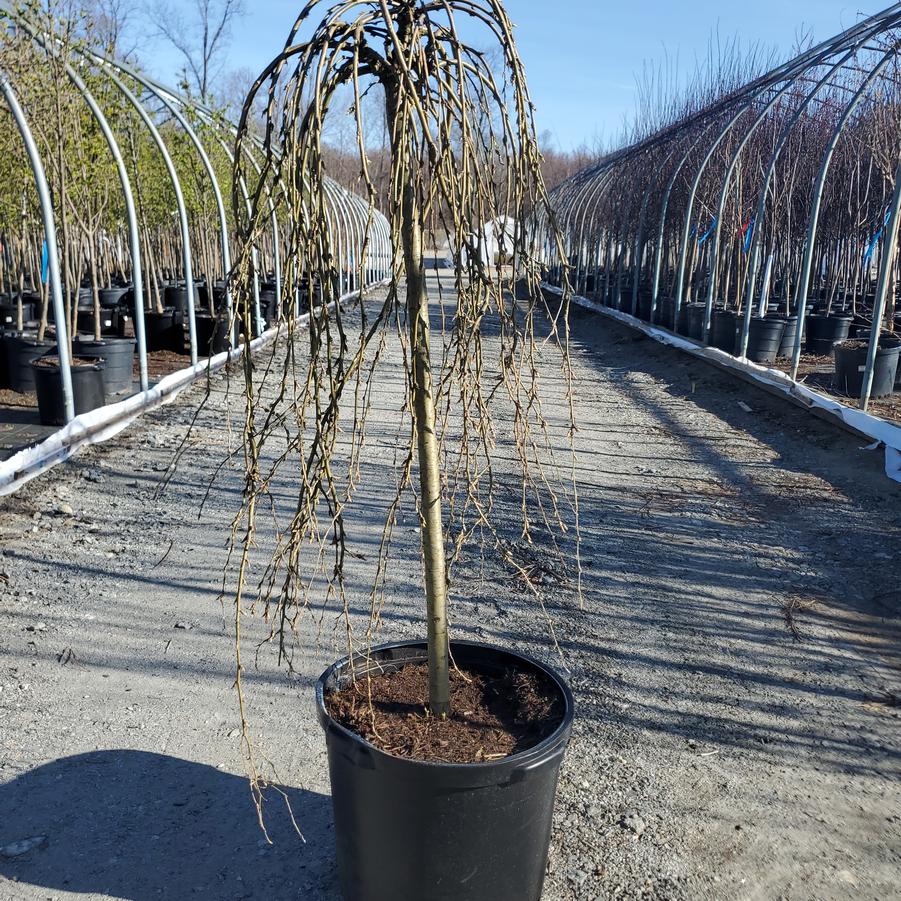 Caragana arborescens 'Walker'