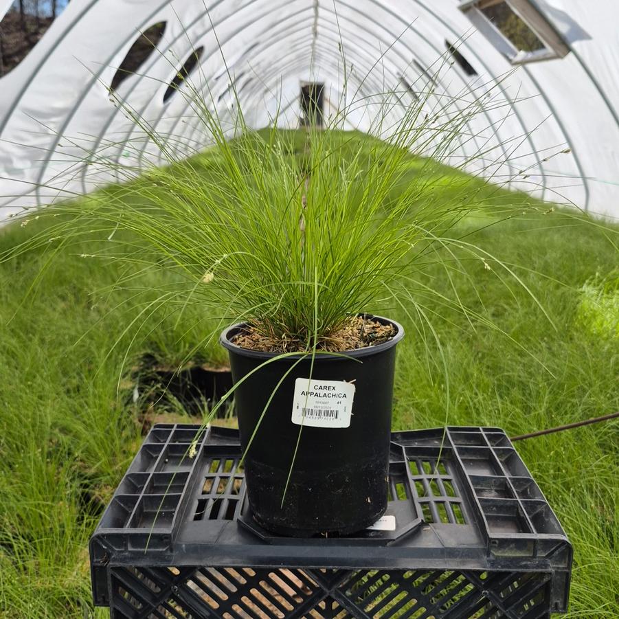 Carex appalachica 