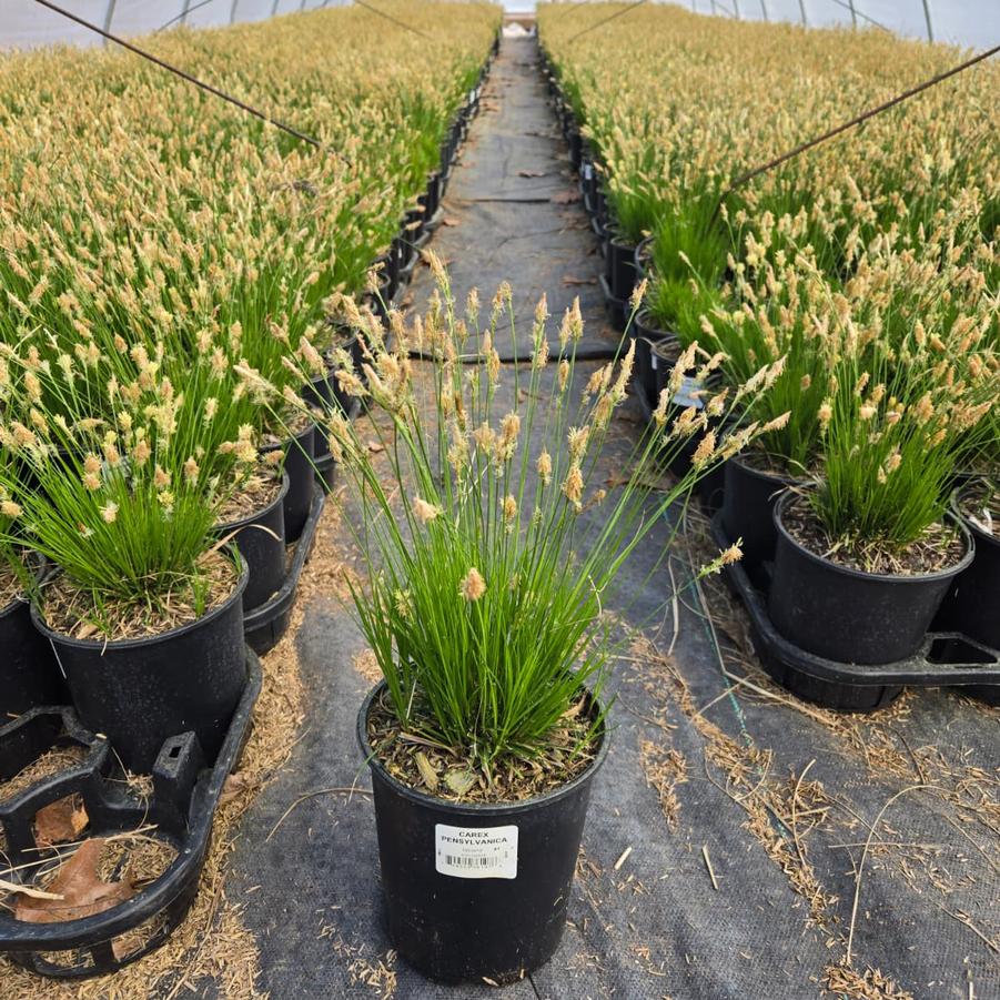 Carex pensylvanica 