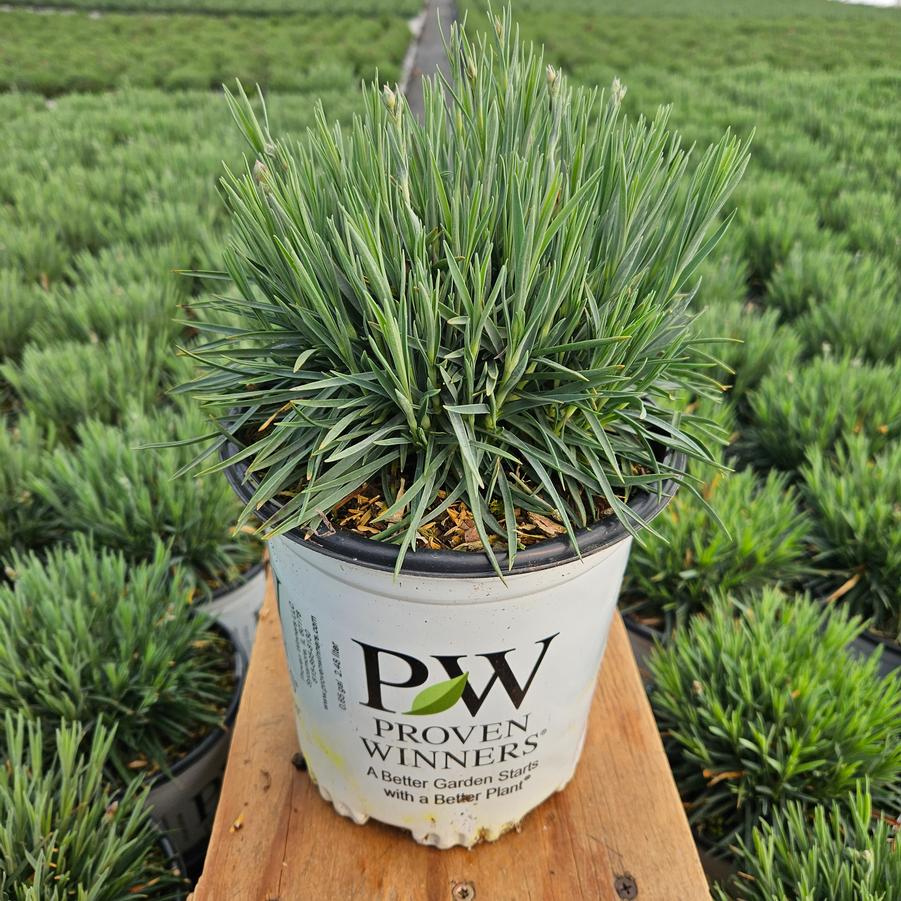 Dianthus x Fruit Punch® Sweetie Pie